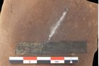 Foto (Detailansicht) von Typha latissima Braun (NHMW-GEO-2024-0188-0433)